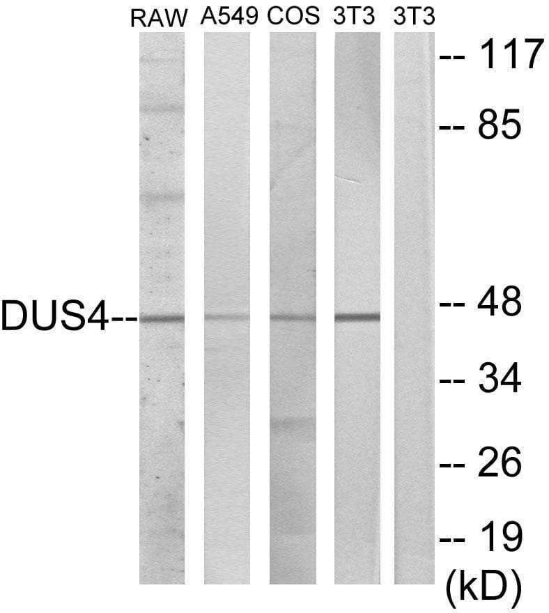 DUS4L Antibody