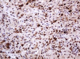 PCNA Antibody (clone OTI3D6)