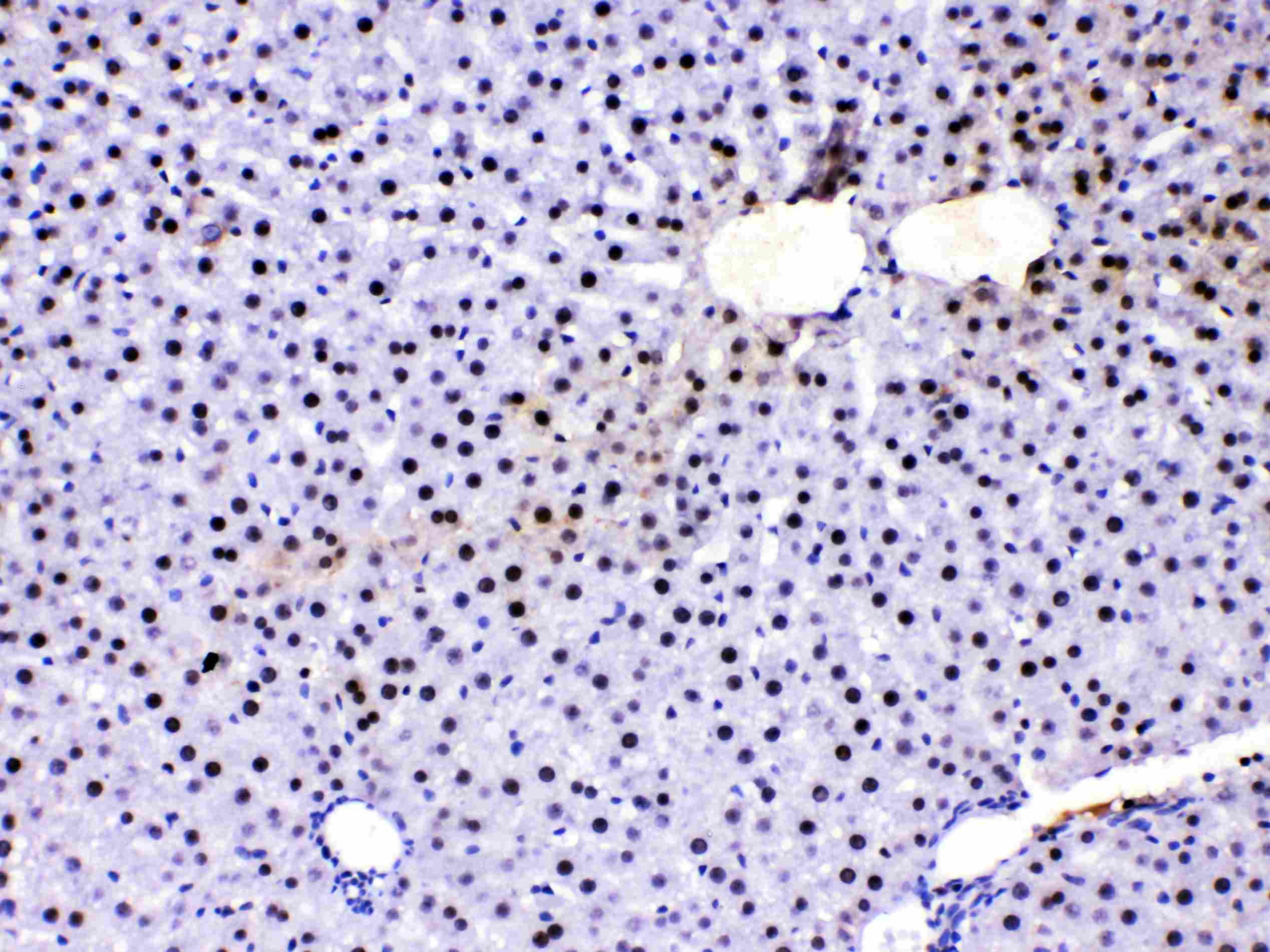 Polyclonal Rabbit anti-Human SUB1 Antibody (IHC, WB)