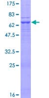 Human Nectin-1 / PVRL1 Protein (Recombinant GST)