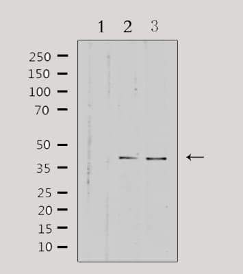 HSD3B7 Antibody