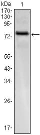 KLHL25 Antibody (clone 1B7)