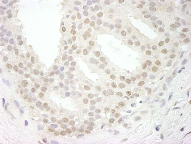 USP34 Antibody (aa3350-C-term)