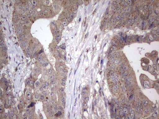 NAB2 Antibody (aa178-442, clone OTI1E12)