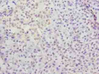 C12orf26 Antibody