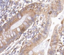 REG3G Antibody