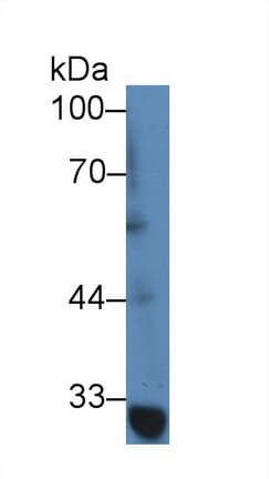 TRAF1 Antibody (aa169-392, APC)