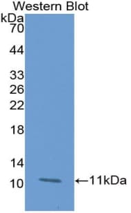 GLRX / Glutaredoxin Antibody (aa2-106, PE)