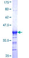 Human GABPB1 Protein (Recombinant GST, N-terminus)