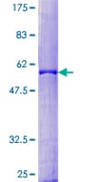 Human PDYN / ProDynorphin Protein (Recombinant GST)