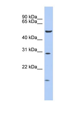 HOXC5 Antibody (aa143-192)