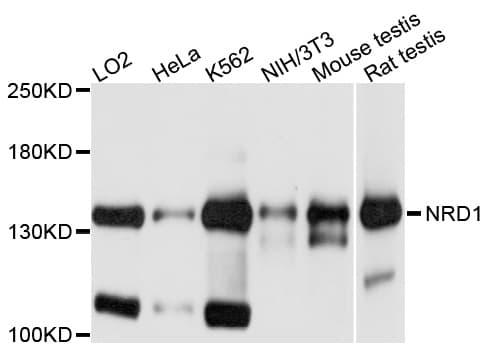 NRD1 / Nardilysin Antibody