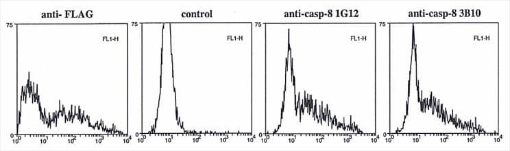 CASP8 / Caspase 8 Antibody (clone 3B10)