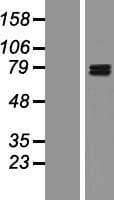 GIT1 Protein (Over-Expression Lysate Myc-DDK (Flag))