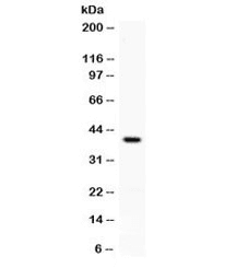 CD274 / B7-H1 / PD-L1 Antibody