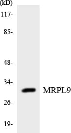 MRPL9 Antibody (aa202-251)
