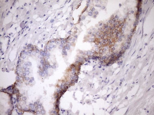 GLOD2 / MCEE Antibody (clone OTI1B5, Carrier-free)