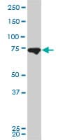 Mitofusin 2 / MFN2 Antibody (clone 4H8)