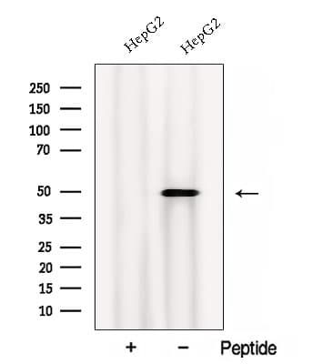 CALU / Calumenin Antibody