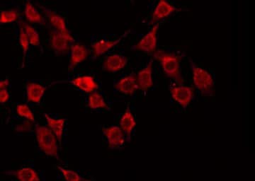 Polyclonal Rabbit anti-Human NID1 / Entactin / Nidogen-1 Antibody (IF, WB)