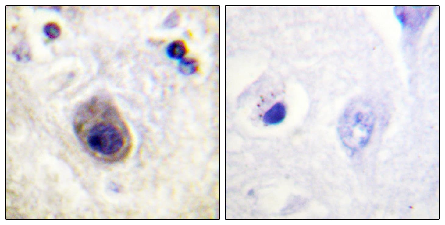 GJA1 / CX43 / Connexin 43 Antibody (phospho-Ser261)