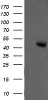 MAP2K2 / MKK2 / MEK2 Antibody (clone OTI5G8)