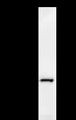 Monoclonal Mouse anti-Human CDC5 / CDC5L Antibody (clone 2136C1a, IF, WB)