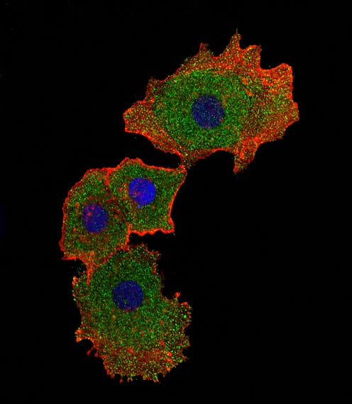 SMAD9 Antibody (aa200-228)