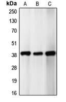 CDK5R2 Antibody (Internal)