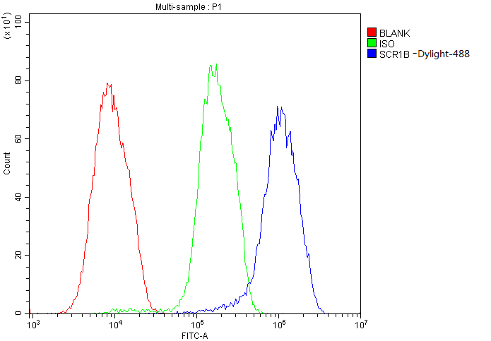 SCRIB / Scribble Antibody (DY488)