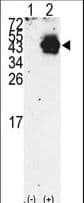 PDX1 Antibody (aa40-69)