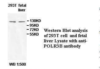 POLR3B Antibody