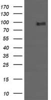 PIK3R5 Antibody (clone OTI6C5)