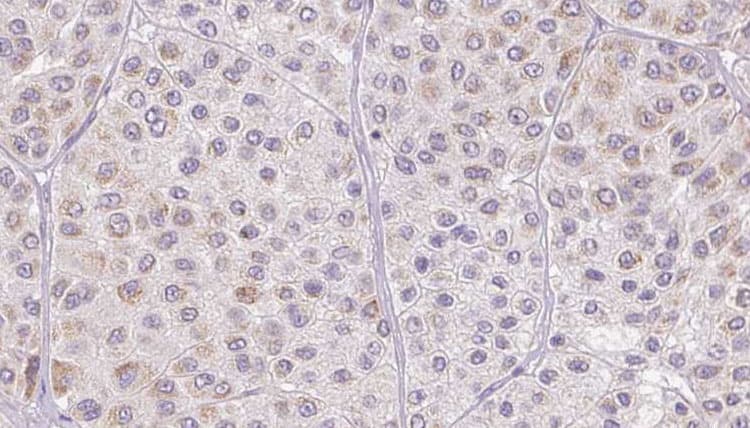 AZGP1 / ZAG Antibody