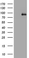 AFAP1 / AFAP Antibody (aa100-386, clone OTI4F4)