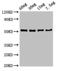 Cell surface-binding protein Antibody