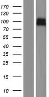 ZNRF3 Protein (Over-Expression Lysate Myc-DDK (Flag))