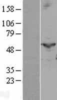 PGIS / PTGIS Protein (Over-Expression Lysate Myc-DDK (Flag))