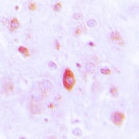 AZI2 / NAP1 Antibody (N-Terminus)
