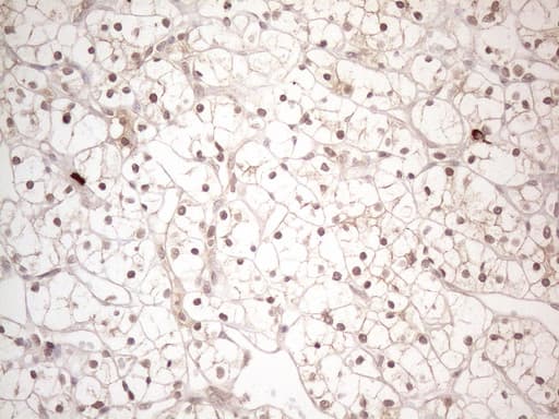 MED15 / ARC105 Antibody (aa393-679, clone OTI2C6)