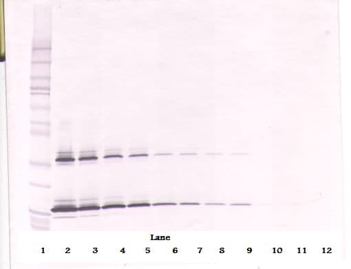 IHC-plus™ Polyclonal Goat anti-Human KITLG / SCF Antibody (IHC, WB)