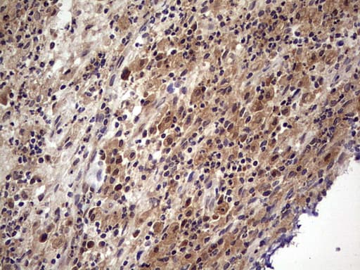 UFD1L Antibody (clone OTI8G6)