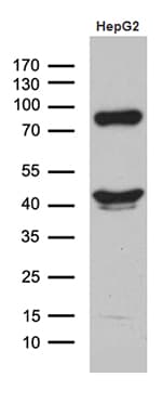 APOL1 / Apolipoprotein L Antibody (aa28-339, clone OTI1D8)