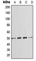 SMAD7 Antibody (Internal)