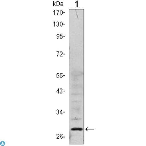PHAP1 / ANP32A Antibody