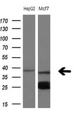 NUP43 Antibody (aa1-253, clone OTI6H10, Carrier-free)