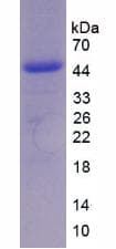Chicken IL17 Protein (Recombinant His-GST, N-terminus)