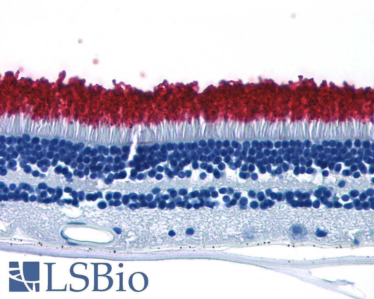 PathPlus™ Polyclonal Rabbit anti-Human Rhodopsin / RHO Antibody (Extracellular Domain, IHC)