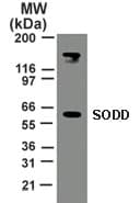 BAG4 / SODD Antibody (aa443-457)