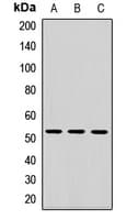 MGAT2 Antibody